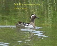 발구지Garganey