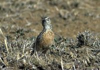 Beesley's Maasai Lark