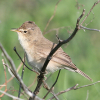 Blyth's Reed-warbler