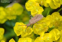 Glat randtæge (Ceraleptus lividus)