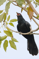 Asian Koel (Eudynamys scolopacea)