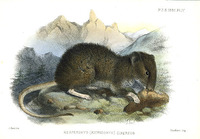 hesperomys cinereus