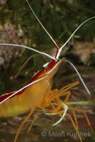 Lysmata amboinensis - Cleaner Shrimp