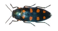 Buprestis octoguttata