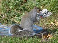Sciurus carolinensis photographed in Grant Park, Chicago during October of 2002 using a Canon D6...