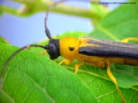 Oberea pupillata