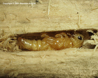 Saperda perforata