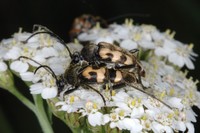 Judolia cerambyciformis var. octomaculata