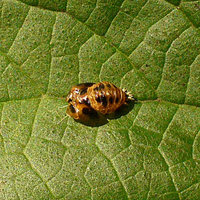 Harmonia axyridis - Asian Lady Beetle