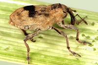 Tapeinotus sellatus