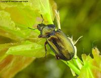 Platycerus caraboides