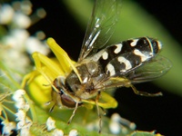 Scaeva pyrastri