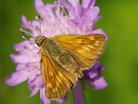 Ochlodes sylvanus - Large Skipper