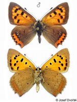 Lycaena phlaeas - Small Copper