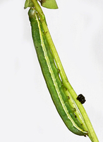 Orthosia gothica - Hebrew Character