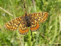 Euphydryas aurinia - Marsh Fritillary