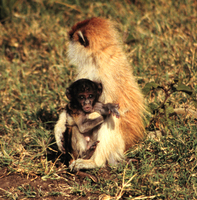 Patas monkey (Erythrocebus patas)