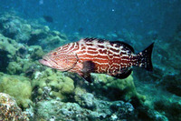 Mycteroperca bonaci, Black grouper: fisheries, gamefish, aquarium