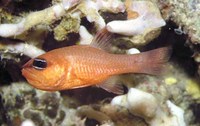 Apogon imberbis, Cardinal fish: bait