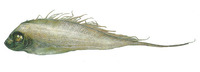 Zu cristatus, Scalloped ribbonfish: