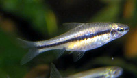 Barbus punctitaeniatus, :