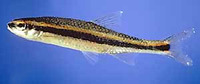 Notropis harperi, Redeye chub: