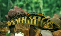 Percina rex, Roanoke logperch: