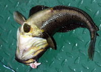 Notothenia coriiceps, Black rockcod: fisheries