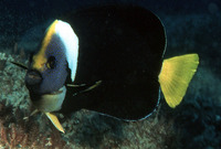 Chaetodontoplus meredithi, Queensland yellowtail angelfish:
