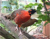 Satyr Tragopan Tragopan satyra