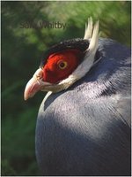 Blue Eared-Pheasant, Crossoptilon auritum