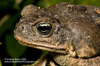 Cane Toad - Bufo marinus