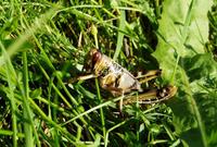 Schistocerca gregaria - Desert locust