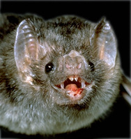 Image of: Desmodus rotundus (vampire bat)