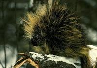 Image of: Erethizon dorsatum (North American porcupine)