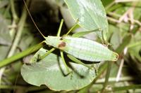 Isophya stysi