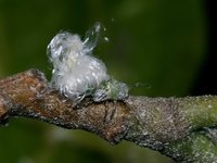 Psylla alni