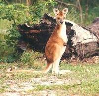 Image of: Macropus antilopinus (antilopine wallaroo)