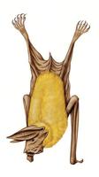 Image of: Noctilio albiventris (lesser bulldog bat)