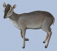 Image of: Philantomba maxwellii (Maxwell's duiker)