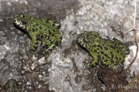 Bombina orientalis - Oriental Firebellied Toad