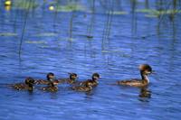 Mergus cucullatus - Hooded Merganser