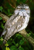 Podargus strigoides - Tawny Frogmouth