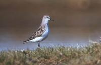 Calidris pusilla - Semipalmated Sandpiper