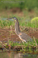 Tigrisoma mexicanum - Bare-throated Tiger-Heron