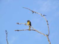 Lichenostomus leucotis - White-eared Honeyeater