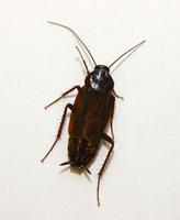Image of: Blatta orientalis (black beetle and water bug)