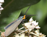 Image of: Ctenucha virginica