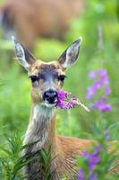 Odocoileus hemionus sitkensis