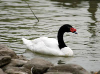 Image of: Cygnus melancoryphus (black-necked swan)